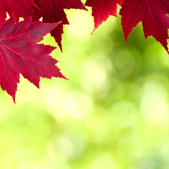 backdrop of natural leaves, trees background