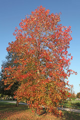 Naklejka premium liquidambar en automne