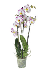 orchidée phalaenopsis 4 branches