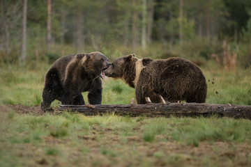 Fototapeta na wymiar Brother bears fighting