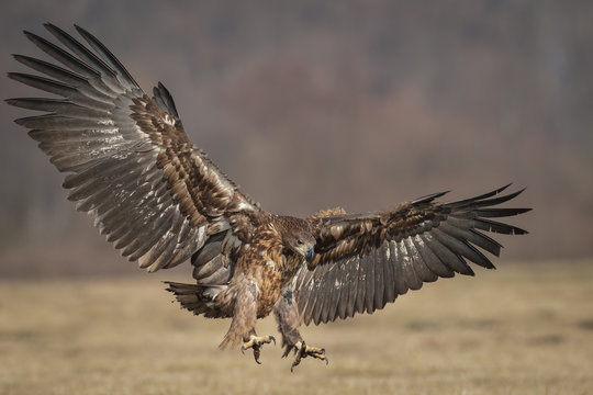 Eagle landing, wings spread