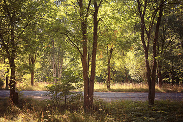 park trees forest trail