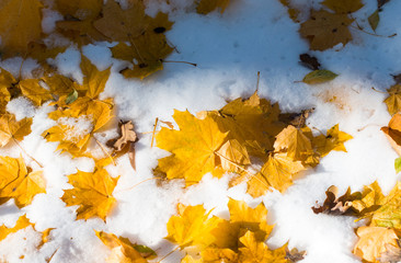 autumn leaves in the snow