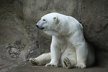 Gordijnen IJsbeer in een dierentuin © kichigin19