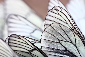 Photo sur Plexiglas Papillon papillons blancs sur le sable