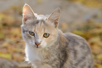 Very sad kitten sitting among the leaves