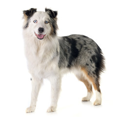 australian shepherd