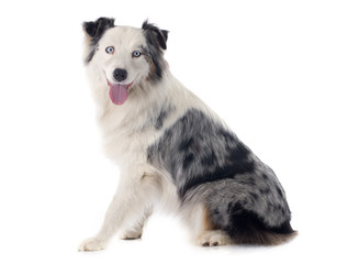 australian shepherd