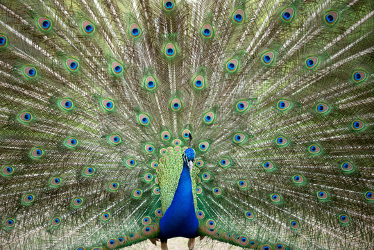 Pfau schl&auml;gt Rad