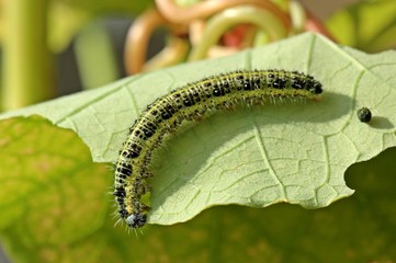 Raupe des Großen Kohlweißlings auf Kapuzinerkresse