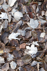 Fallen autumnal leaves on cold ground in the forest