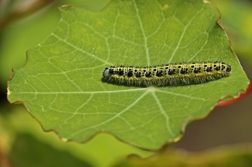 Raupe des Großen Kohlweißlings auf Kapuzinerkresse