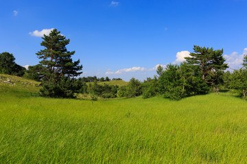 green meadow