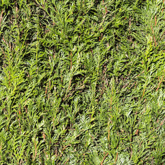 Obraz premium green thujahecke, symbol photo for privacy, privacy, demarcation