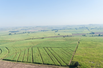 Aerial Flying Sugarcane Farmlands