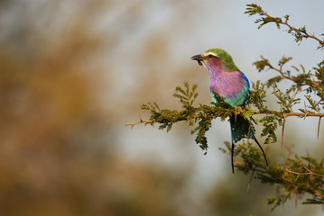 Lilac-breasted roller perched on a branch
