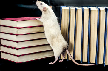Rat and books