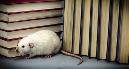 Rat and books