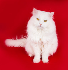 Fototapeta premium white cat