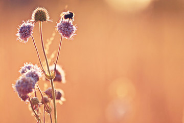 wildflowers autumn sunset