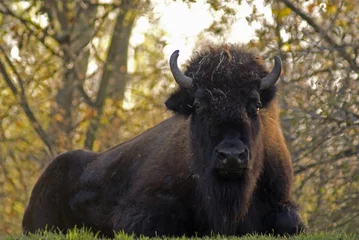 Foto op Plexiglas bizon © Henryk Olszewski