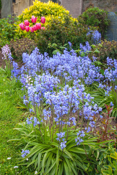 Spring bluebells in the garden