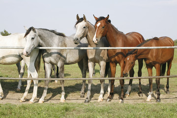 Purebred mares standing in farmland summertime