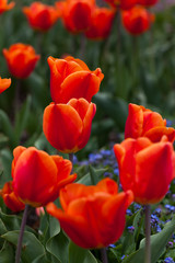 spring time - Tulpenwiese - rotorange Blüten