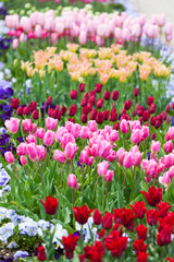 spring time - Tulpenwiese - bunte Blüten