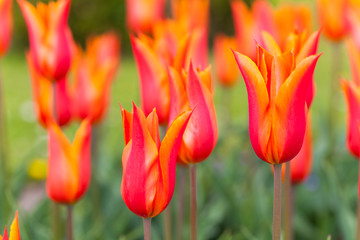 spring time - zweifarbige spitze Tulpen