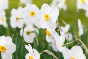 spring time - weiße Narzissen