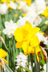spring time - gelbe Narzissen