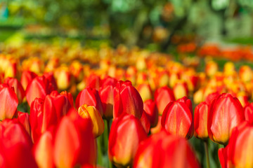 spring time - Tulpenwiese - Blumenmeer aus roten Blüten