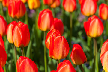 spring time - Tulpenwiese - Blumenmeer aus roten Blüten