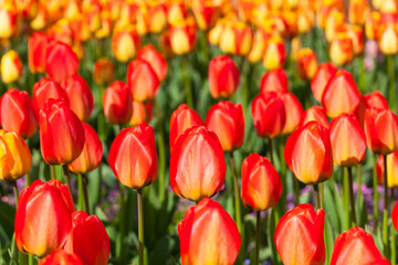 Fototapeta premium spring time - Tulpenwiese - Blumenmeer aus roten Blüten