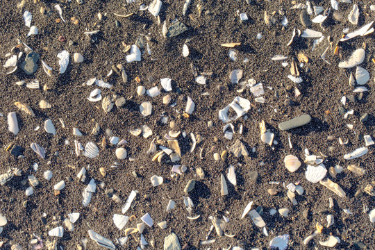 Background sand with cockleshells