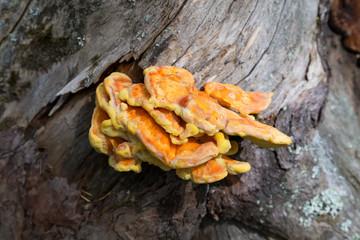 Yellow mushroom in landscape park Stolby, near Krasnoyarsk, Russ