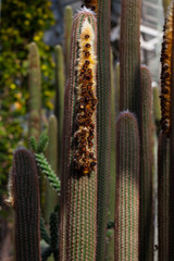 spring time - dicker Kaktus im Gewächshaus