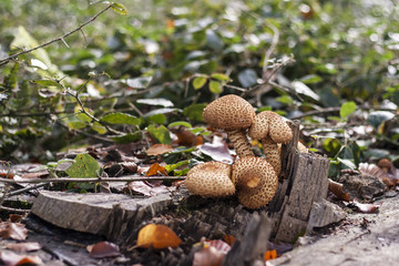 wild toadstools family growing on a dead tree