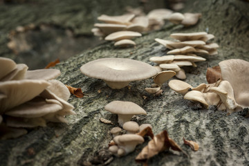 wild edible oyster mushrooms growing on dead tree trunk