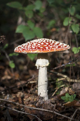 big amanita muscaria mushroom growing wild in a belgian forest