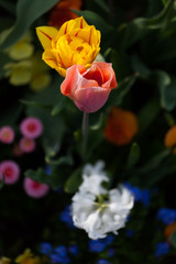 Fototapeta na wymiar spring time - bunte Blumenwiese im Frühling mit Tulpen und Narz