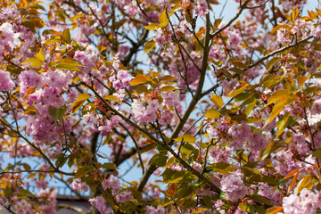 spring time - rosa Kirschblüten und blauer Himmel