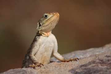 Echse