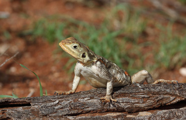 Gecko auf Holz