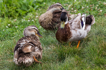 Ducks in Khabarovsk Russia