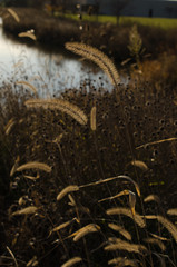 By the pond
