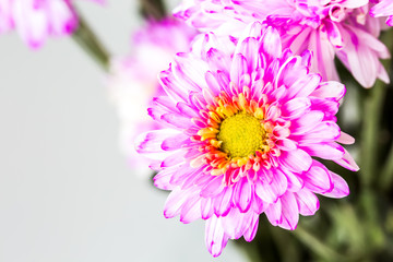 close up spray flower, on white background.