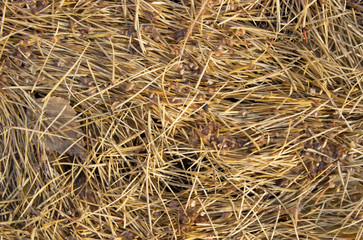 bright autumn background old yellow needles on the ground