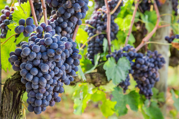 Ripe grapes on the vine